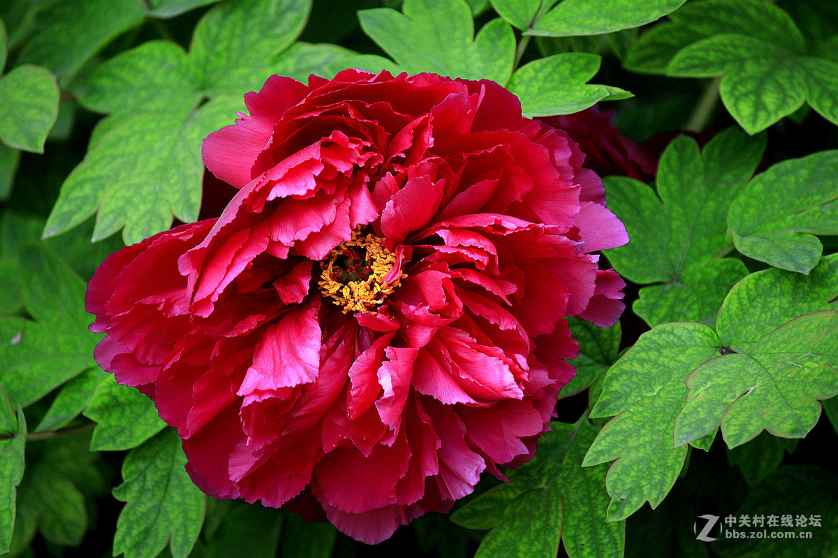 花送富贵【牡丹】迟到的祝福