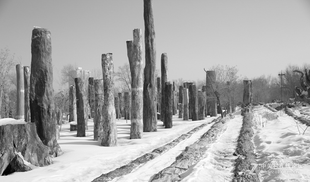 胡杨枯木与硅化木