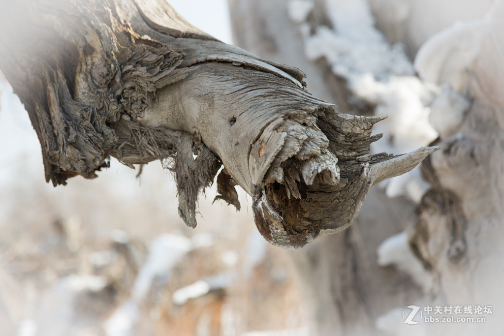 胡杨枯木与硅化木