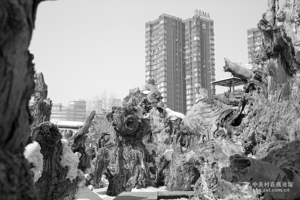 胡杨枯木与硅化木