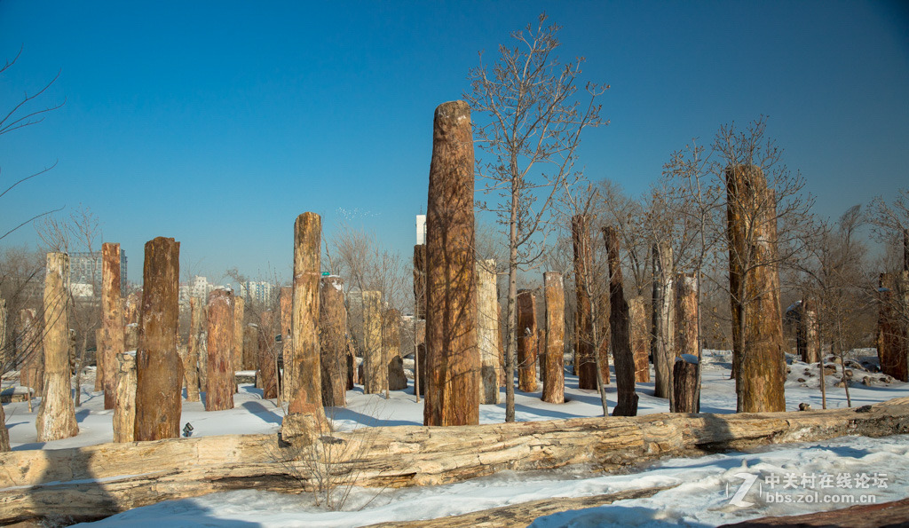 胡杨枯木与硅化木
