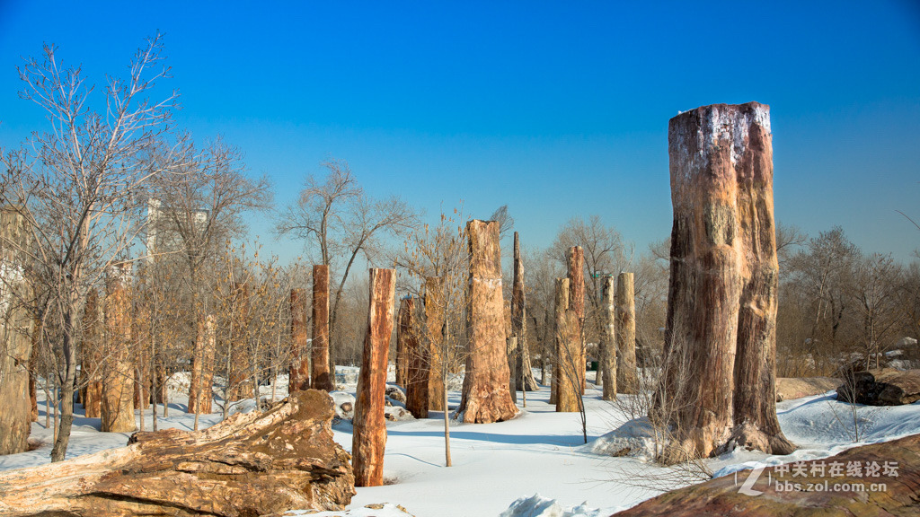 胡杨枯木与硅化木