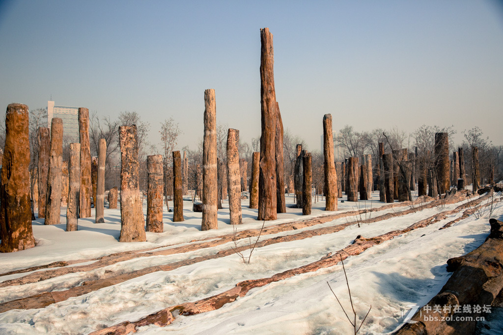 胡杨枯木与硅化木