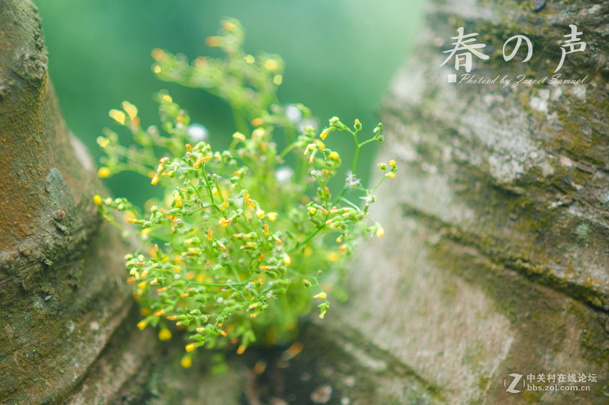 春之声——大型唯美人像拍摄活动