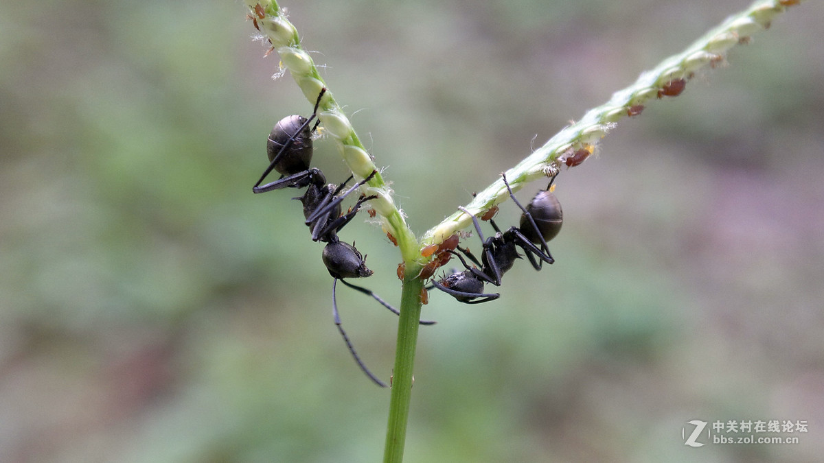 亲眼目睹黑蚂蚁吃蚜虫蚂蚁正能量啊