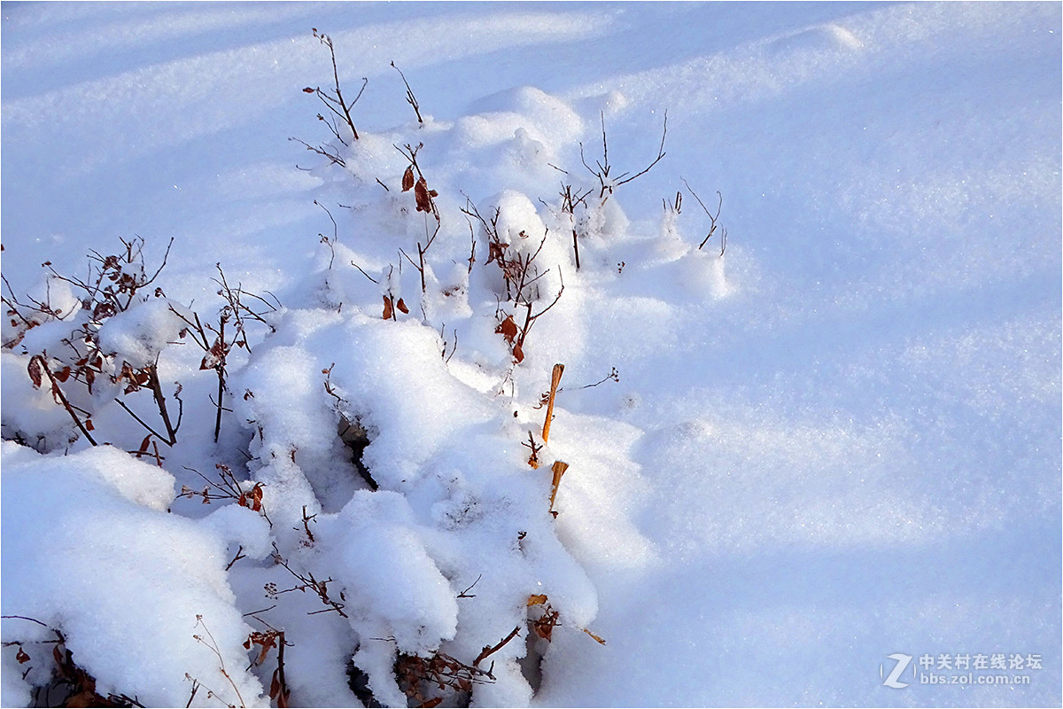 【 乌鲁木齐的冬天 （2016-2017） 】（9） ——洁白的雪
