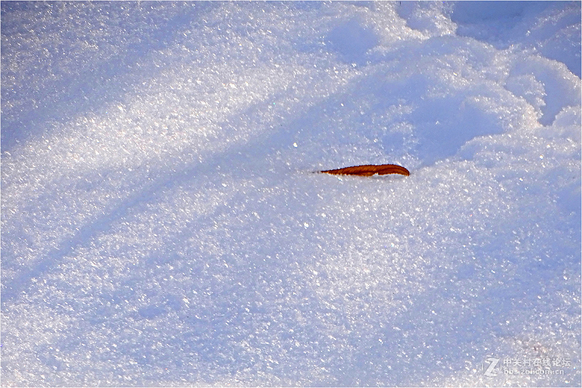 【 乌鲁木齐的冬天 （2016-2017） 】（9） ——洁白的雪