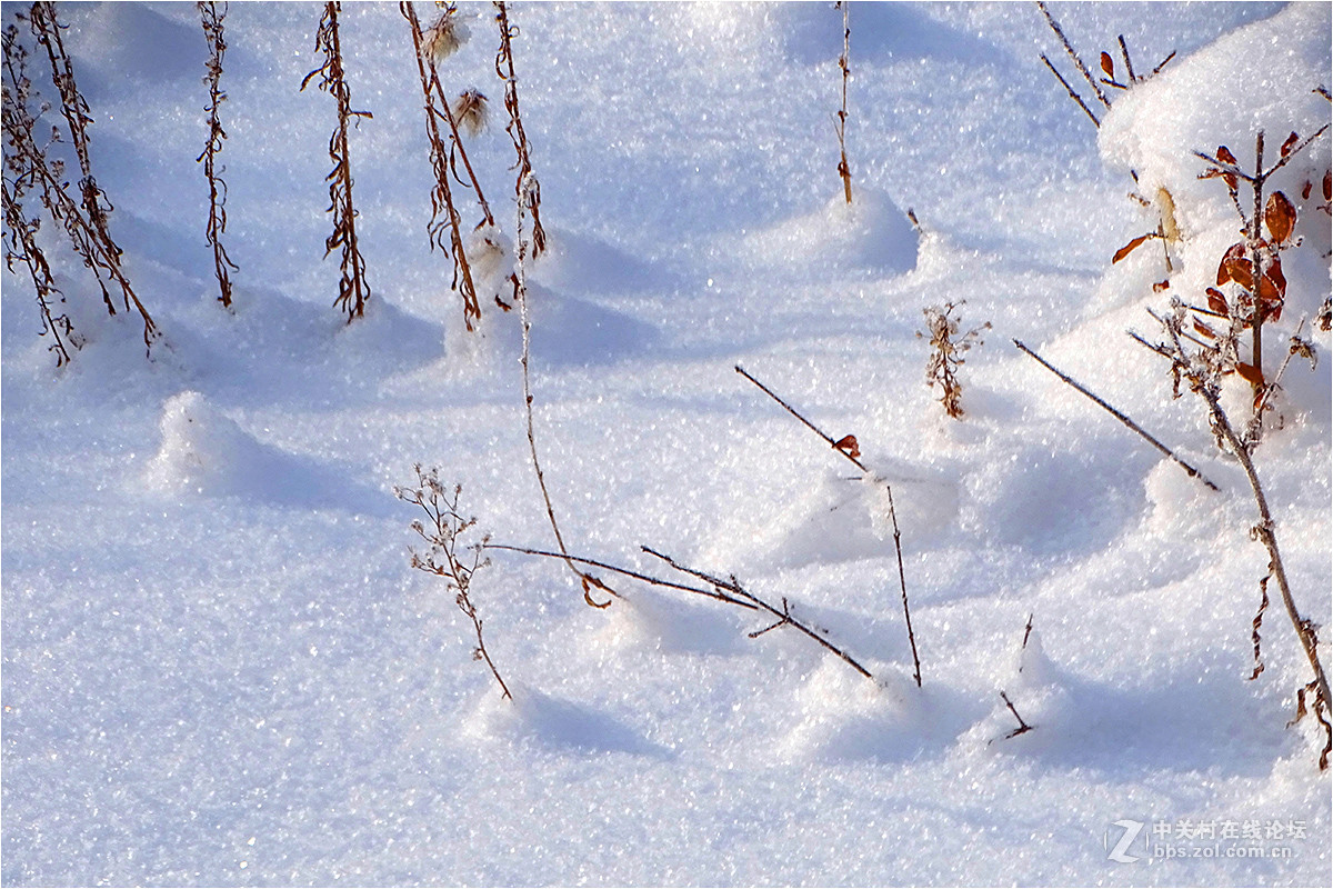 【 乌鲁木齐的冬天 （2016-2017） 】（9） ——洁白的雪