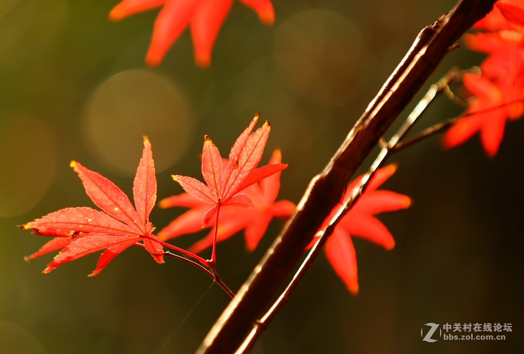 红叶