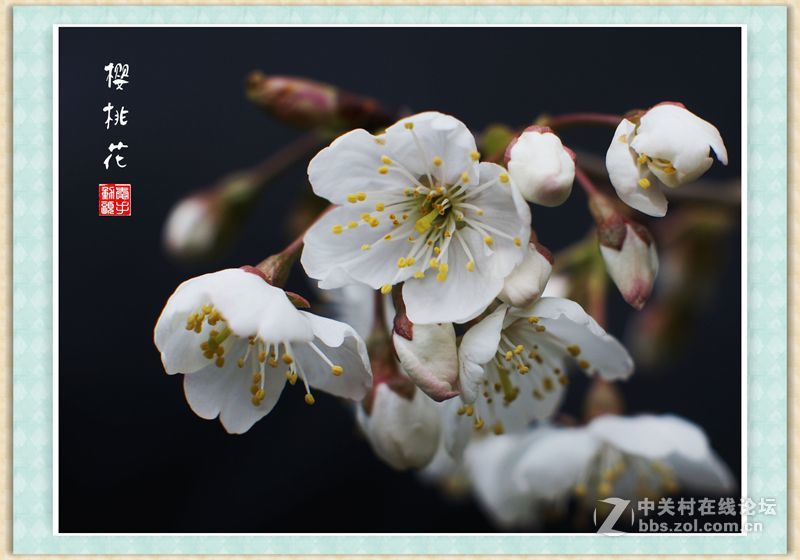 转接 Nikon Nikkor-s auto 50mm 1.4 拍樱桃花