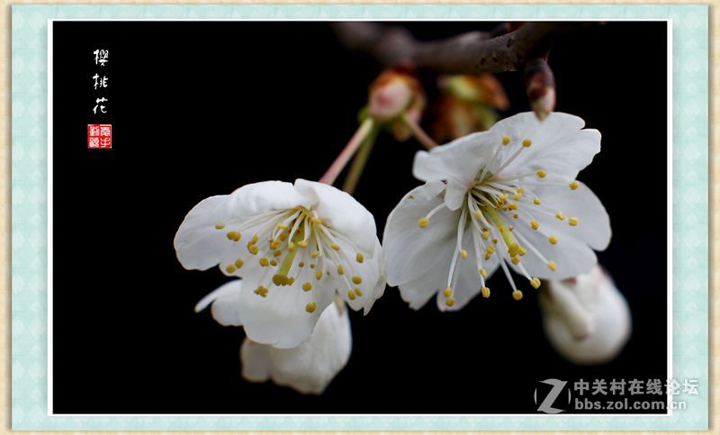 转接 Nikon Nikkor-s auto 50mm 1.4 拍樱桃花