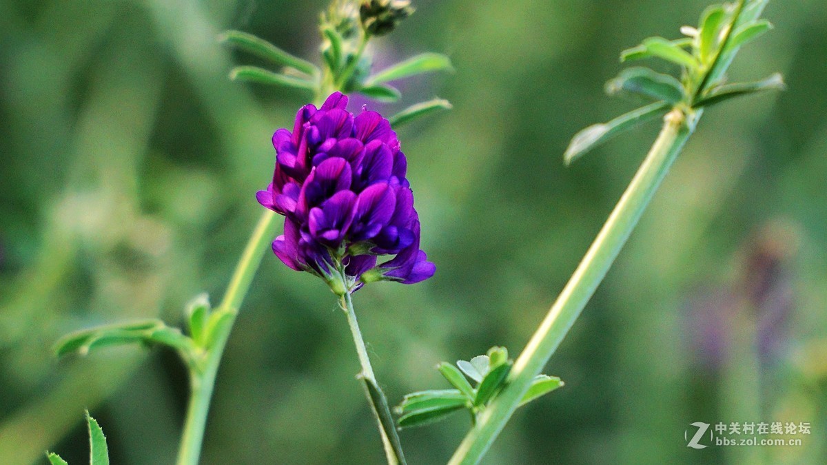 苜蓿花