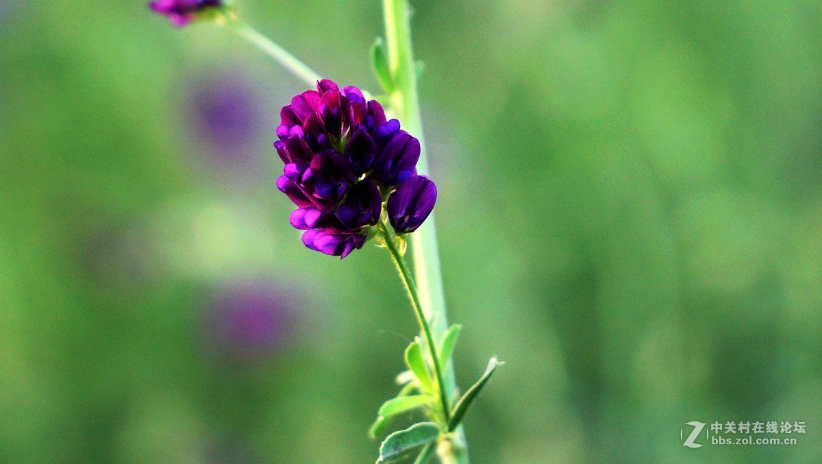 苜蓿花