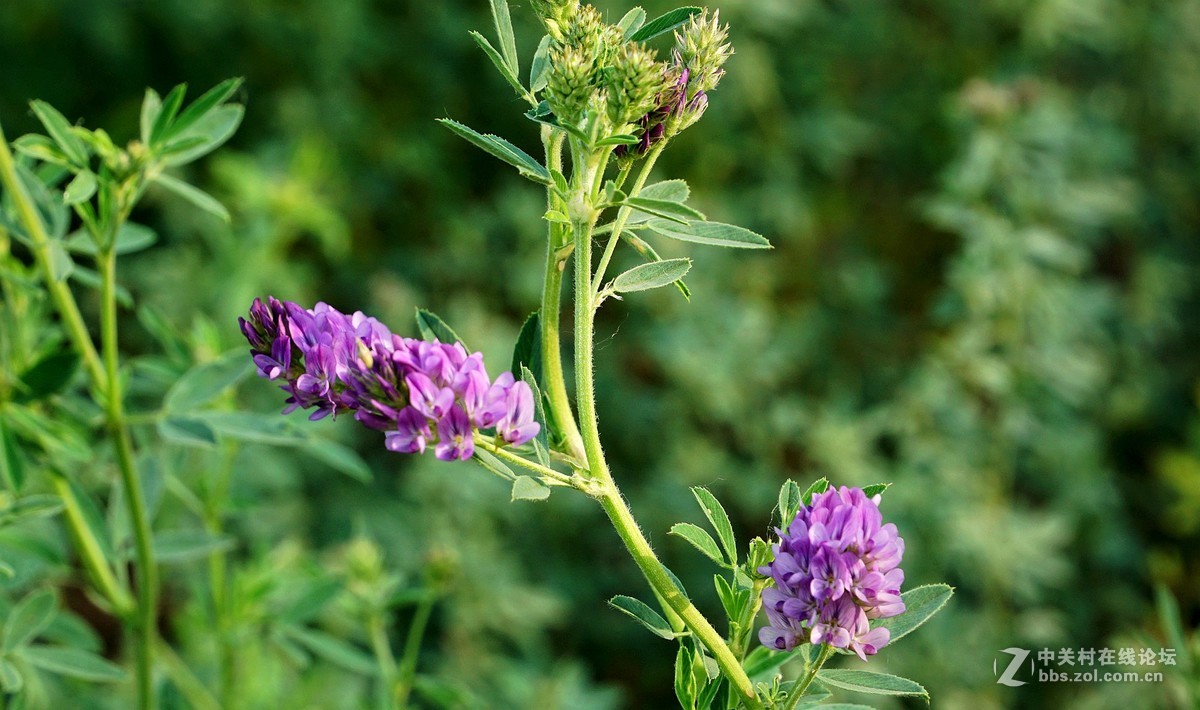 苜蓿花