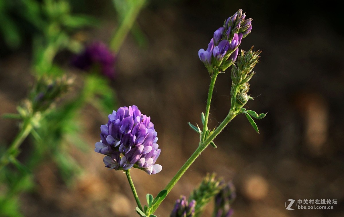苜蓿花