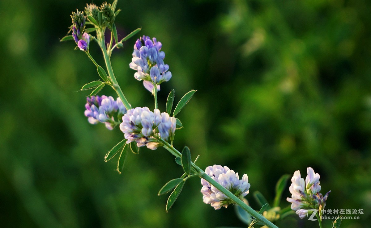 苜蓿花