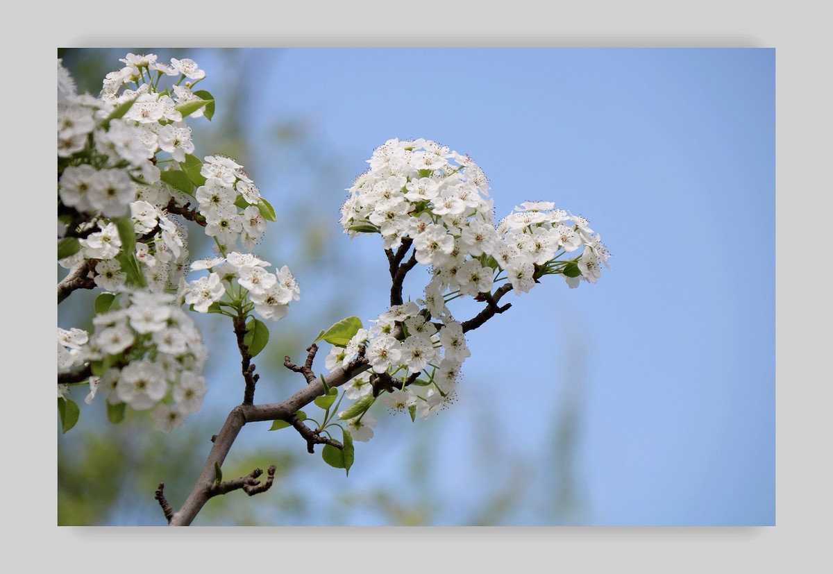 白色的梨花儿