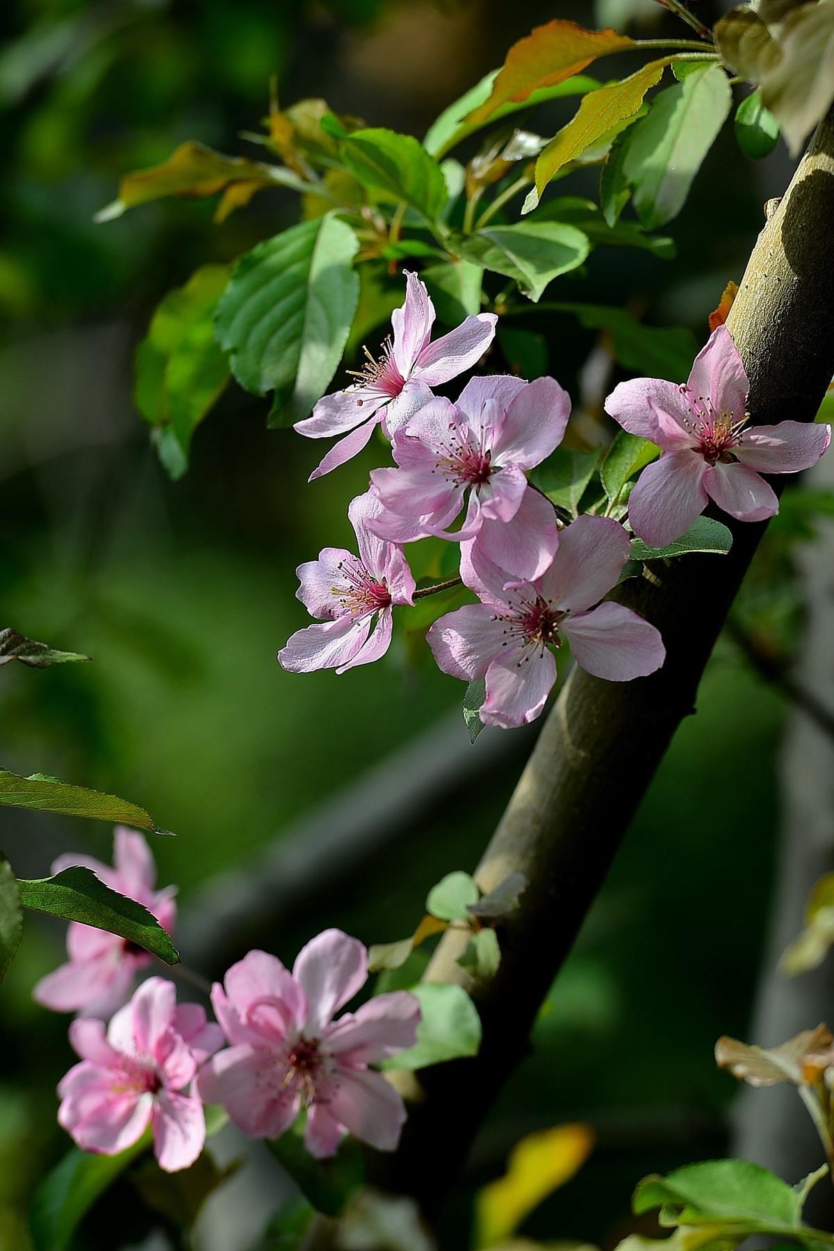 春天里公园的海棠花和樱花201804018