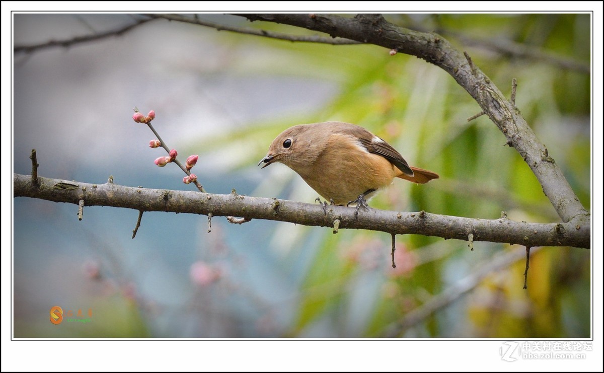 《北红探梅盼春归》