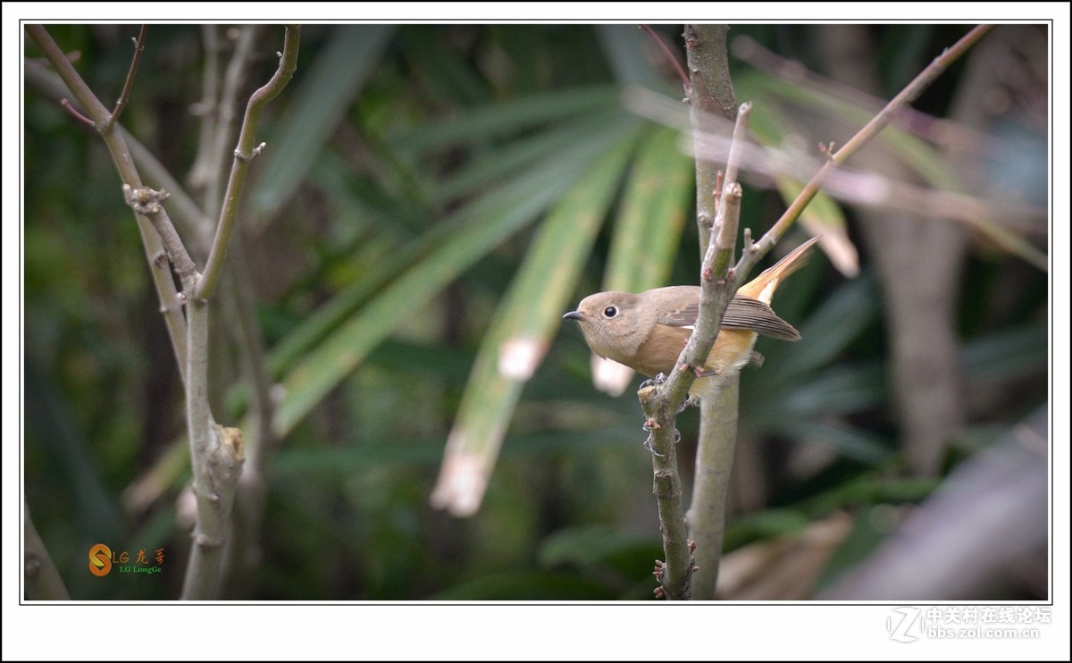 《北红探梅盼春归》