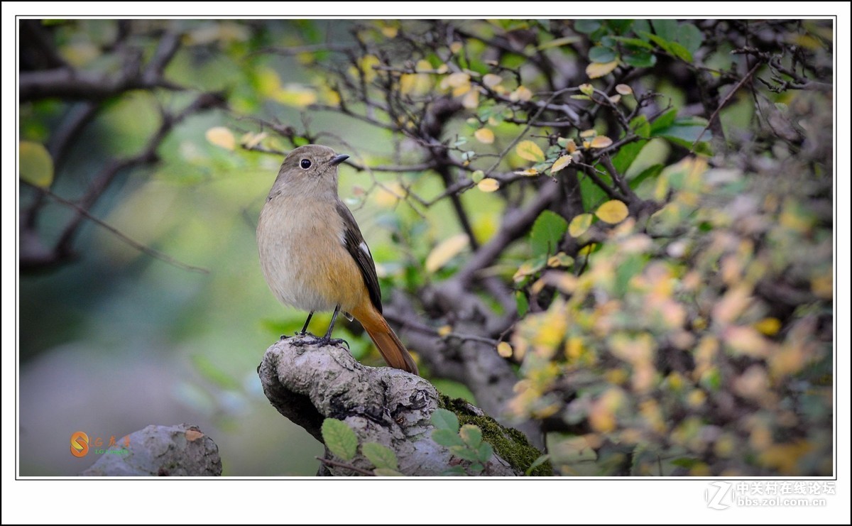 《北红探梅盼春归》