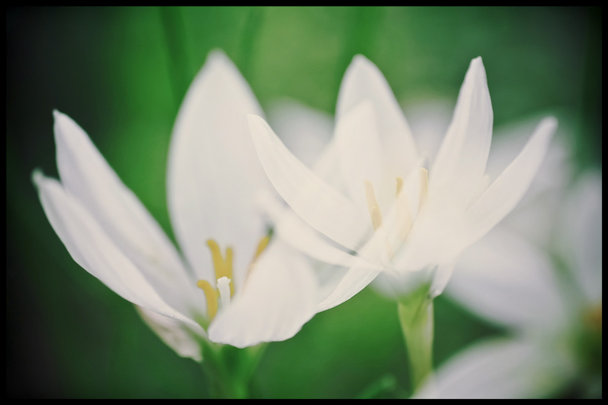 花花世界