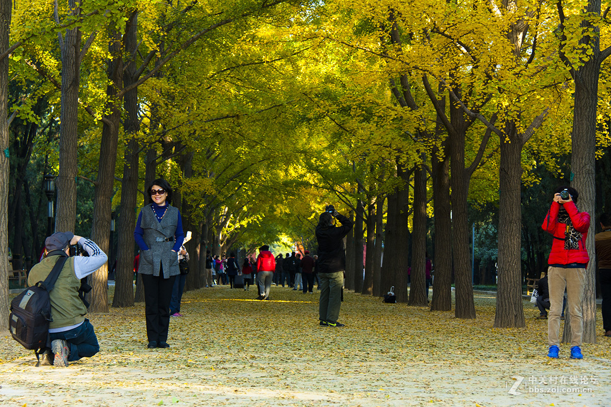 地坛公园银杏大道的早晨