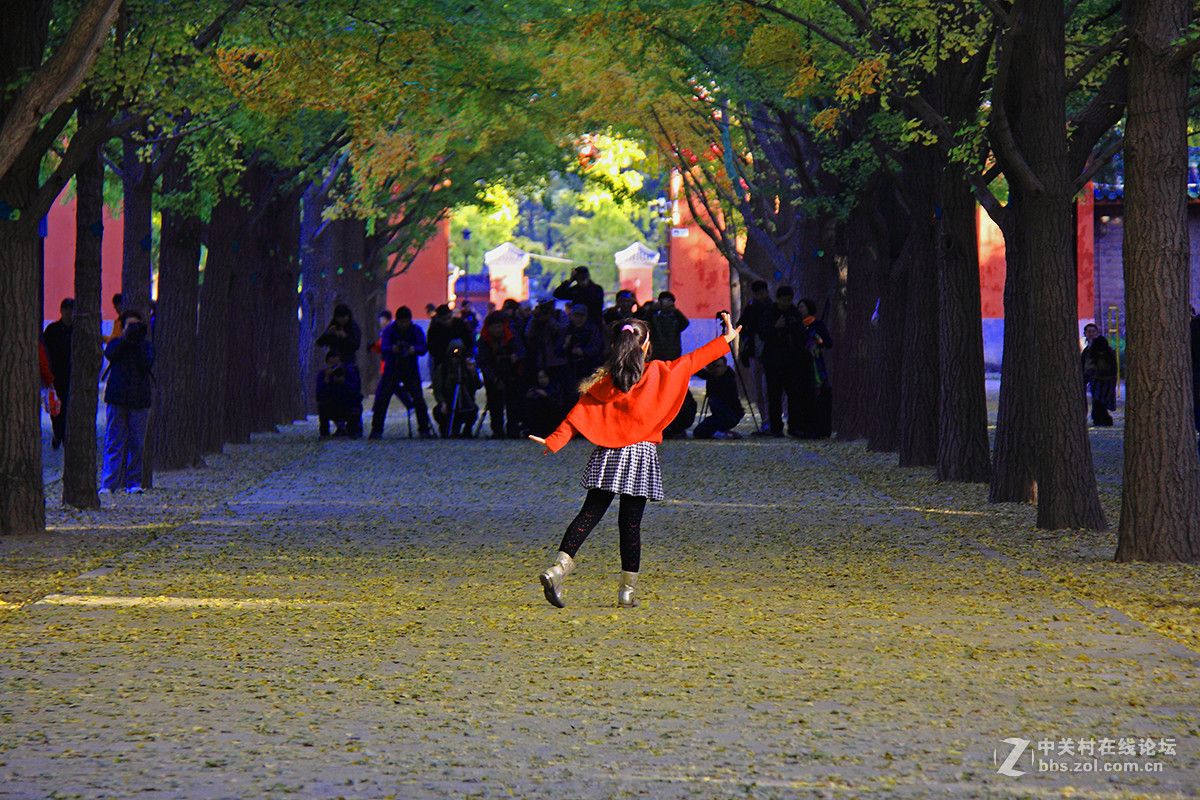 地坛公园银杏大道的早晨