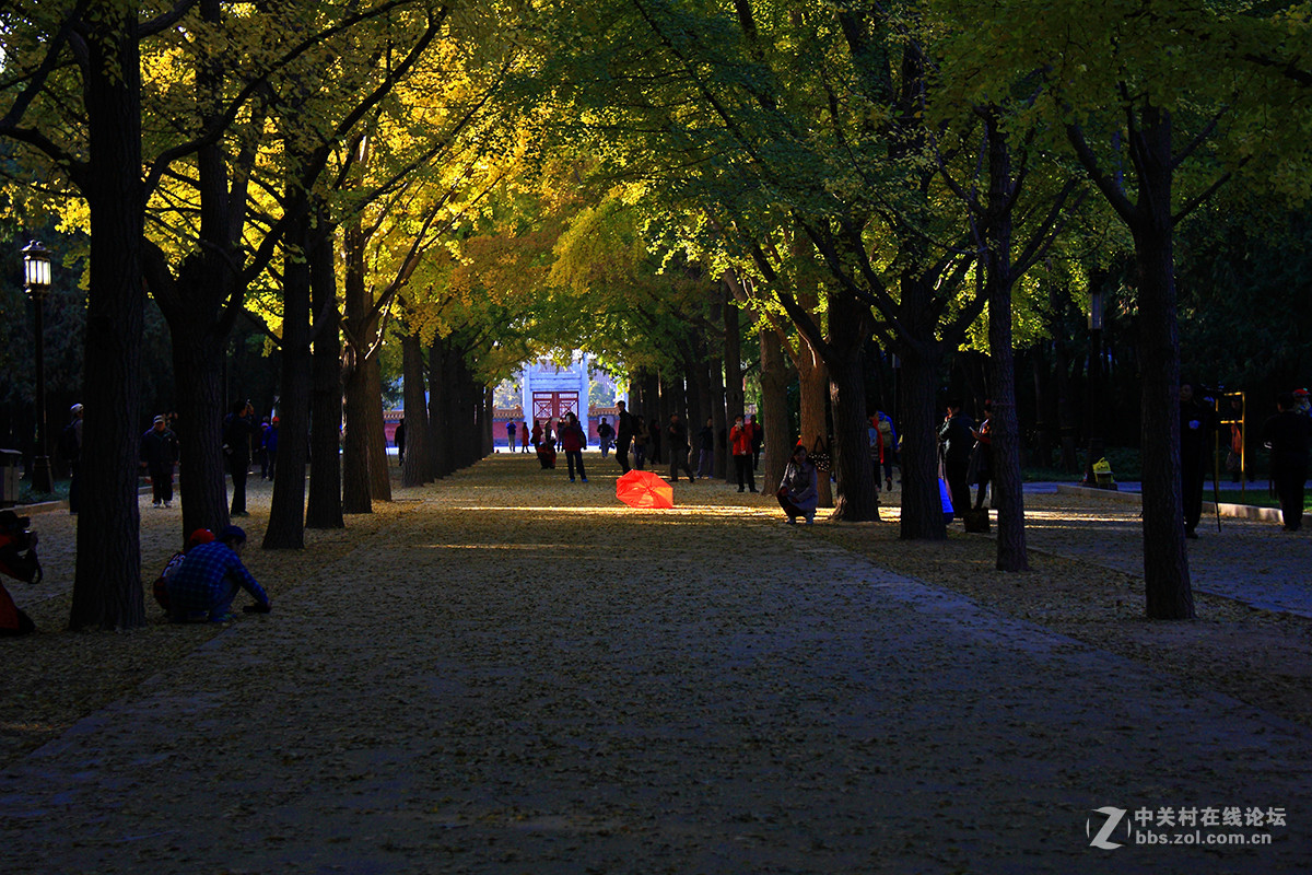 地坛公园银杏大道的早晨