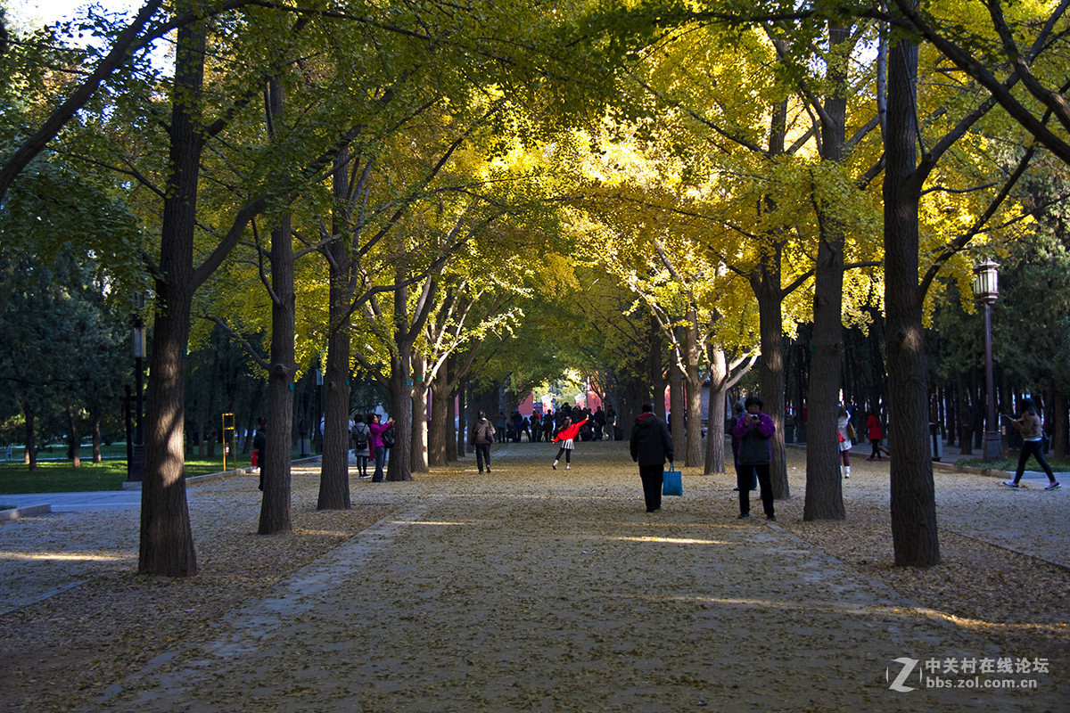地坛公园银杏大道的早晨