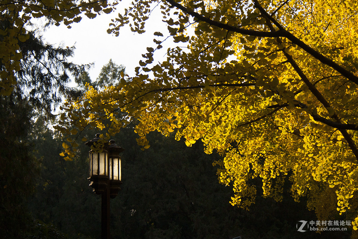 地坛公园银杏大道的早晨