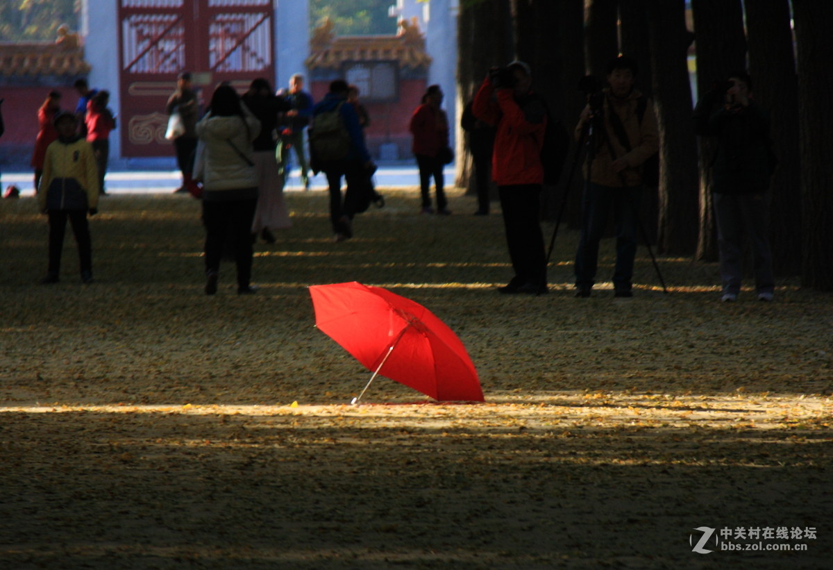 地坛公园银杏大道的早晨