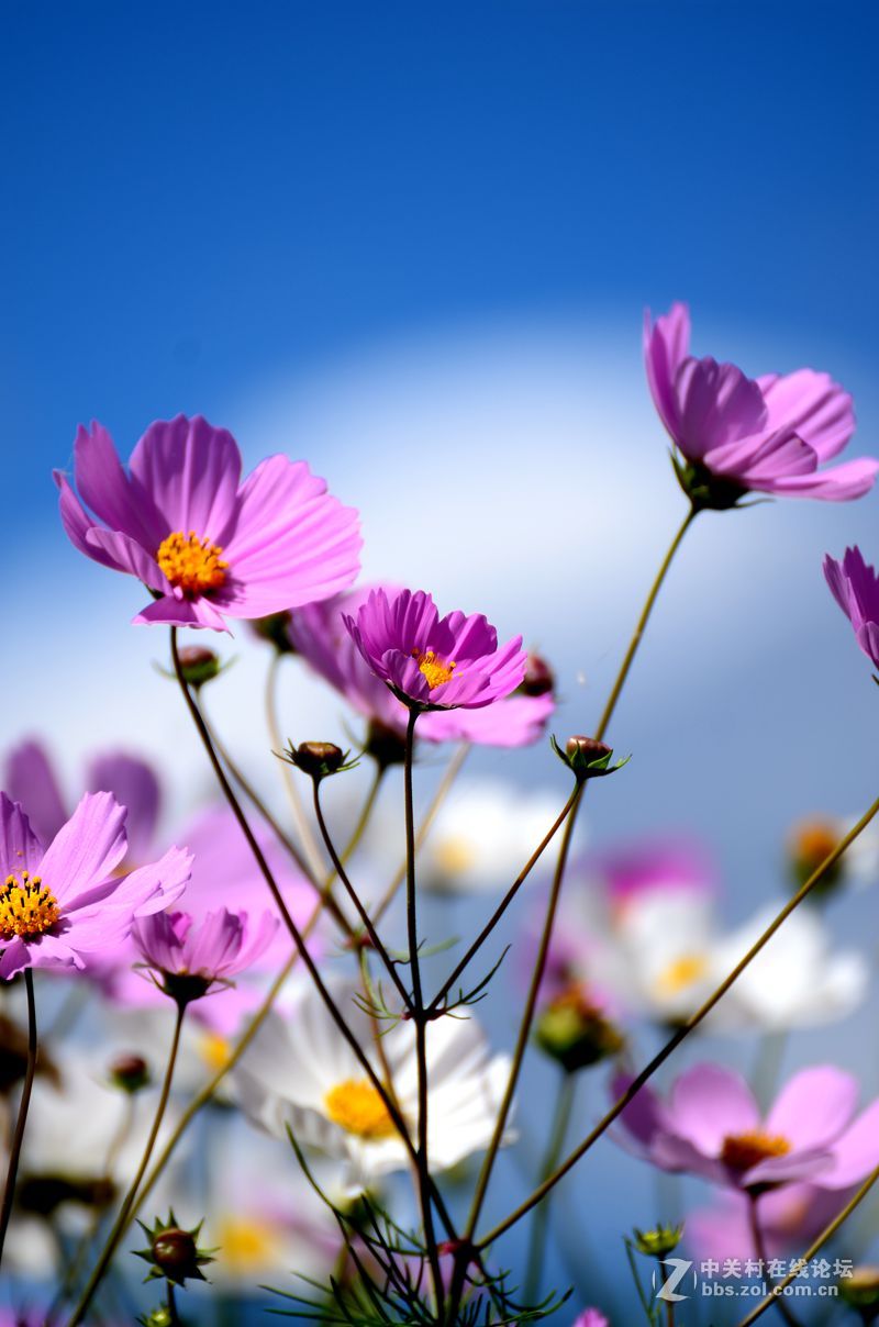 七彩云南自驾之旅格桑花篇