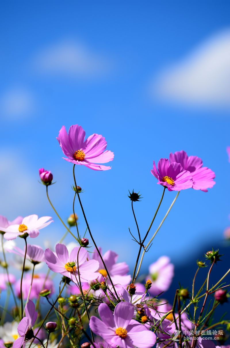 七彩云南自驾之旅格桑花篇