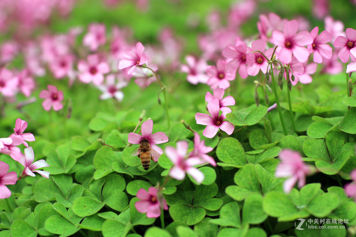 一组春天里的小花