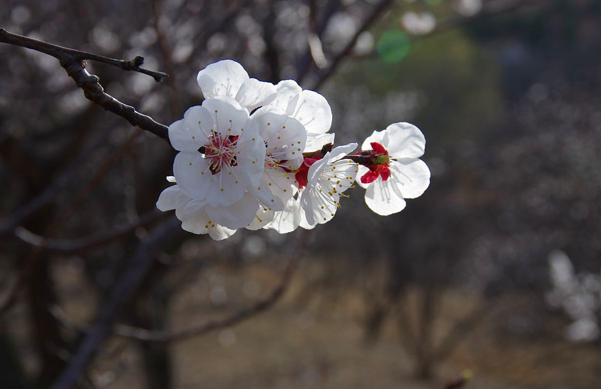 『杏花盛开的时候-3』123...12P