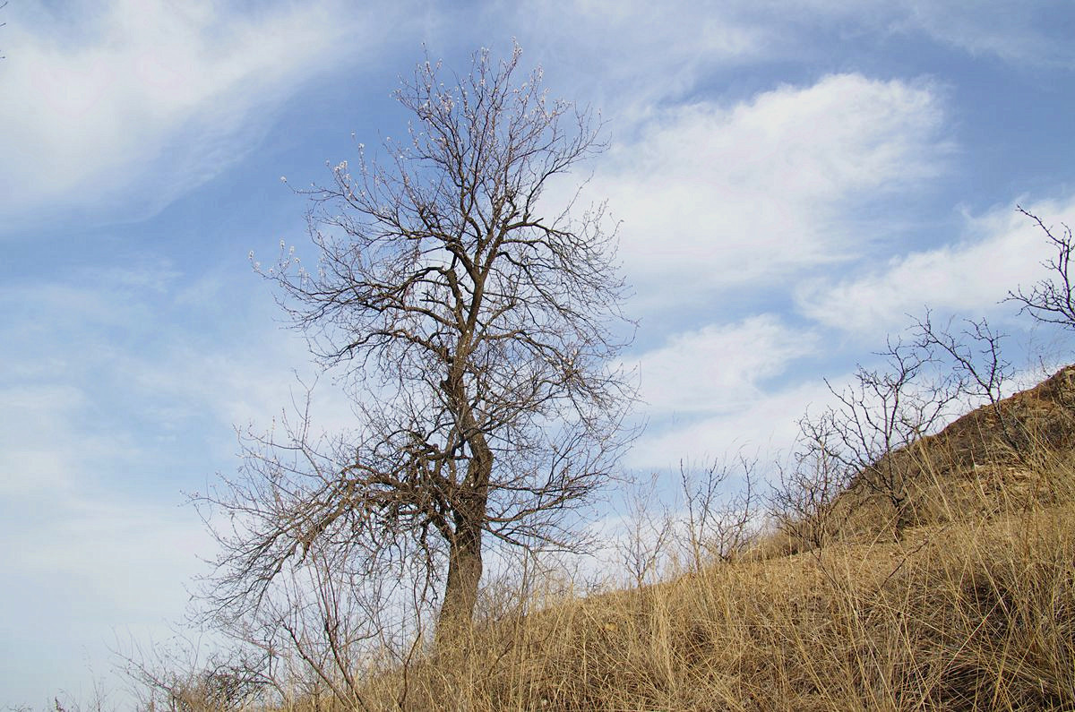 『杏花盛开的时候-3』123...12P