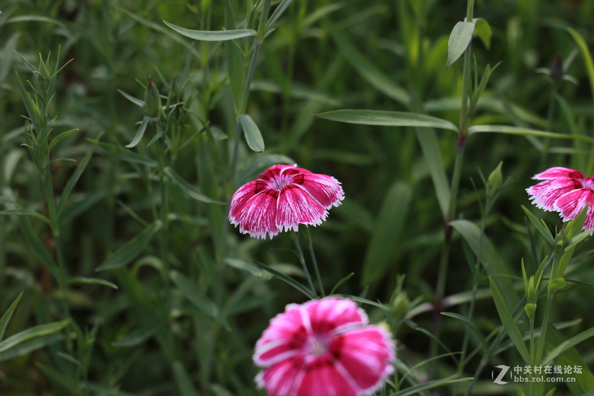 单反与手机拍照比较