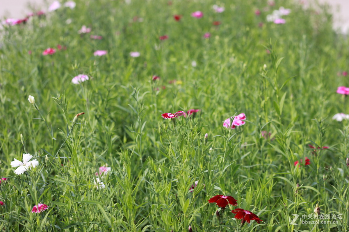 单反与手机拍照比较