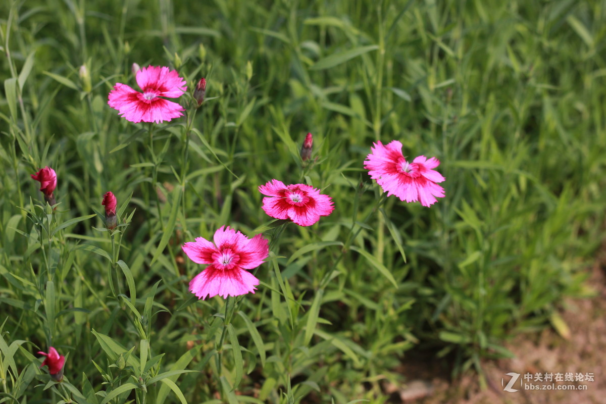 单反与手机拍照比较