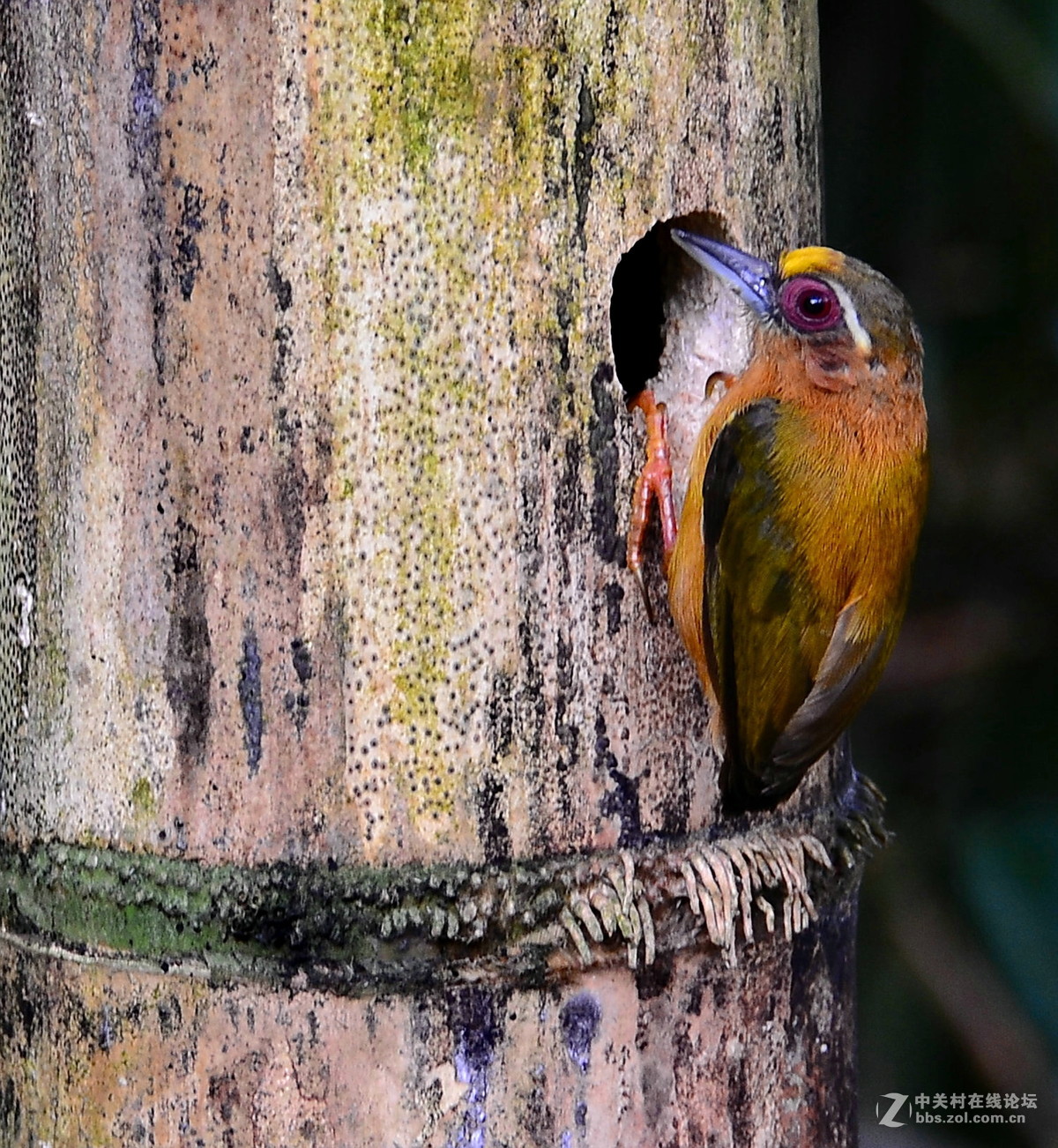 广西崇左弄岗村拍鸟
