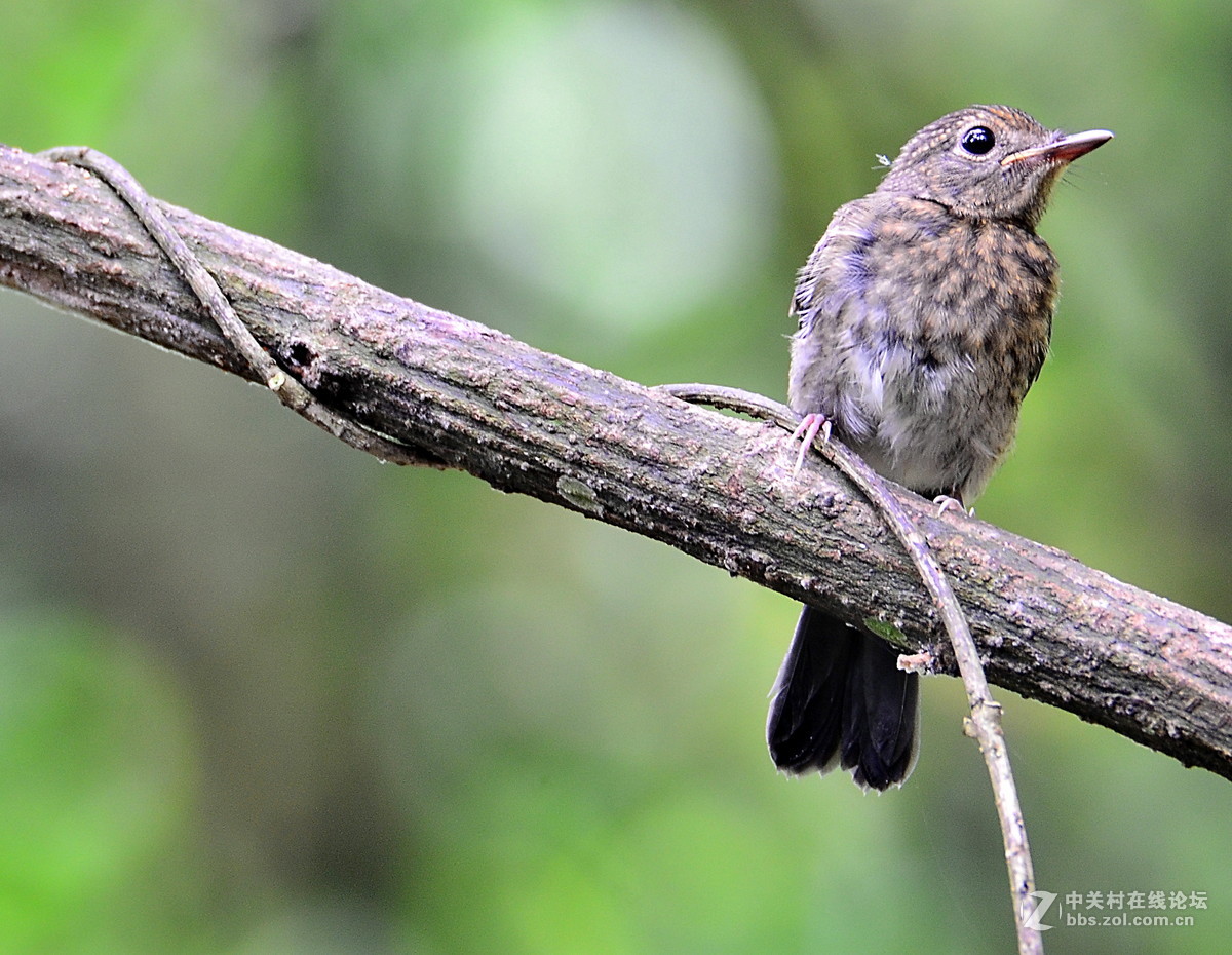 广西崇左弄岗村拍鸟
