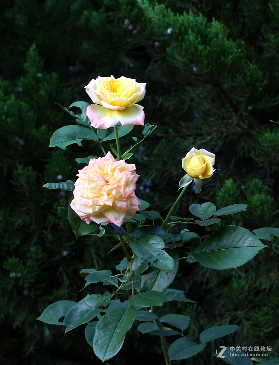 北京朝阳门家2楼花园随拍