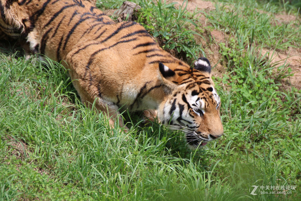 威海神雕山动物园抓拍之一虎类