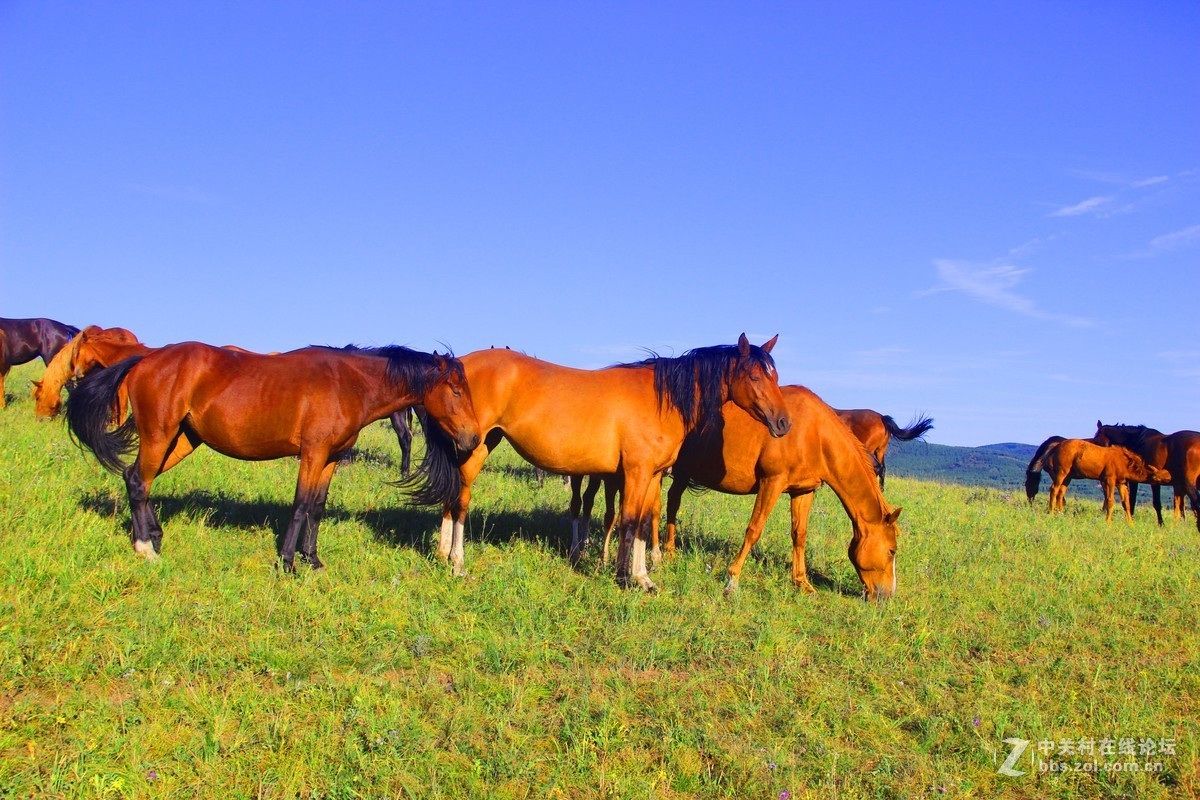 畅游坝上草原蒙古马繁殖基地23