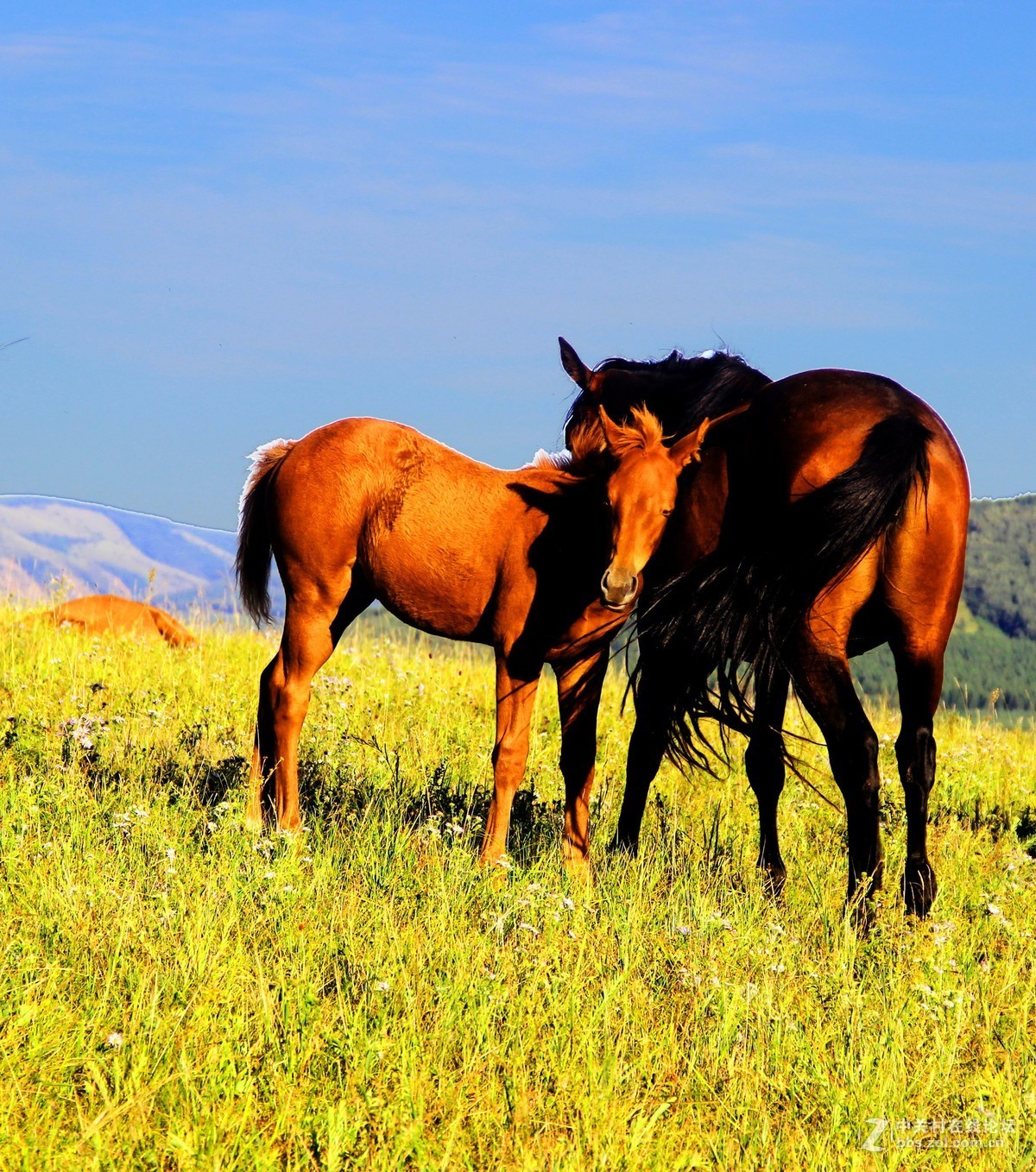 畅游坝上草原蒙古马繁殖基地23