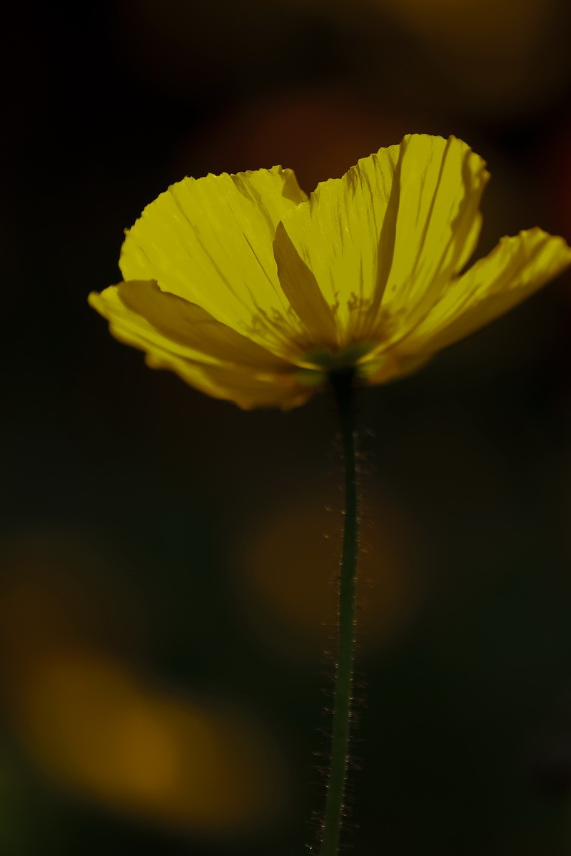 花卉一虞美人。
