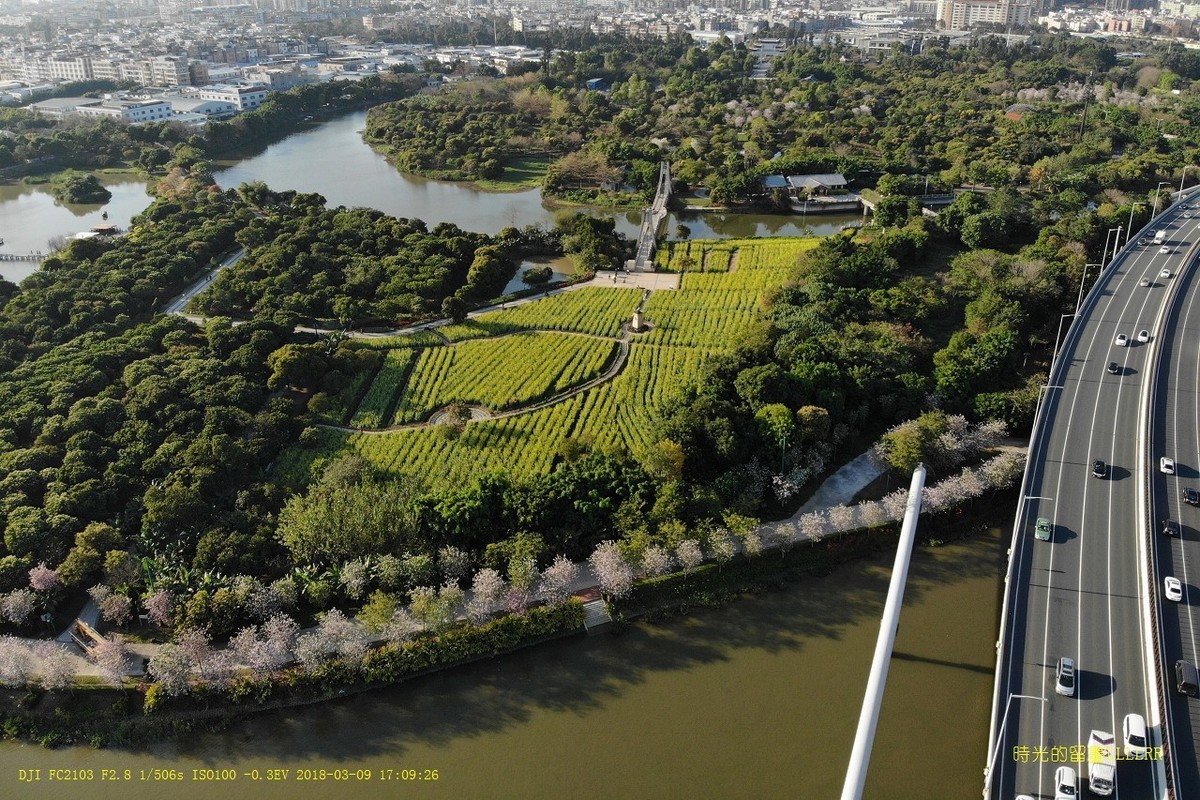 河岸的紫荊花航拍海珠溼地公園