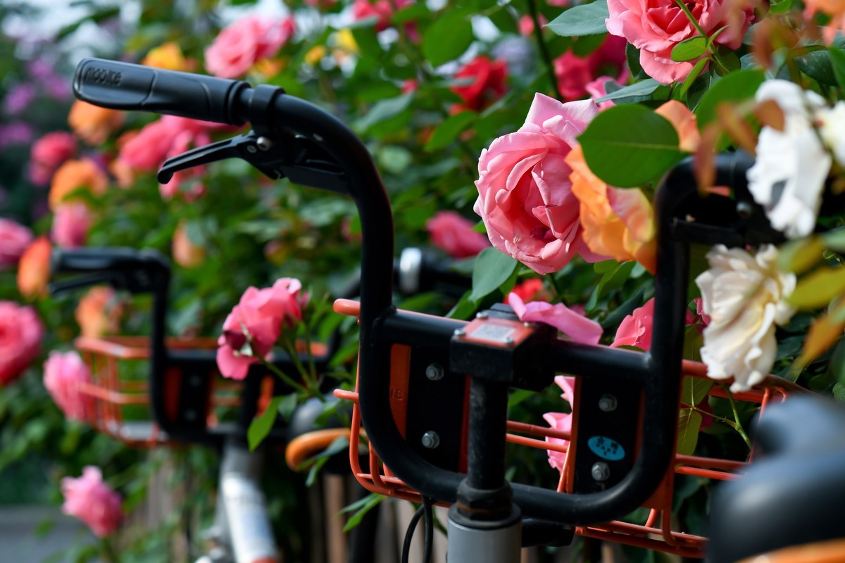 月季花与共享单车