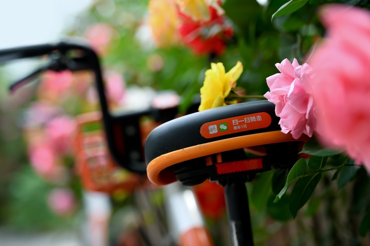 月季花与共享单车